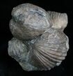 Platystrophia Brachiopod Fossils #5766-1